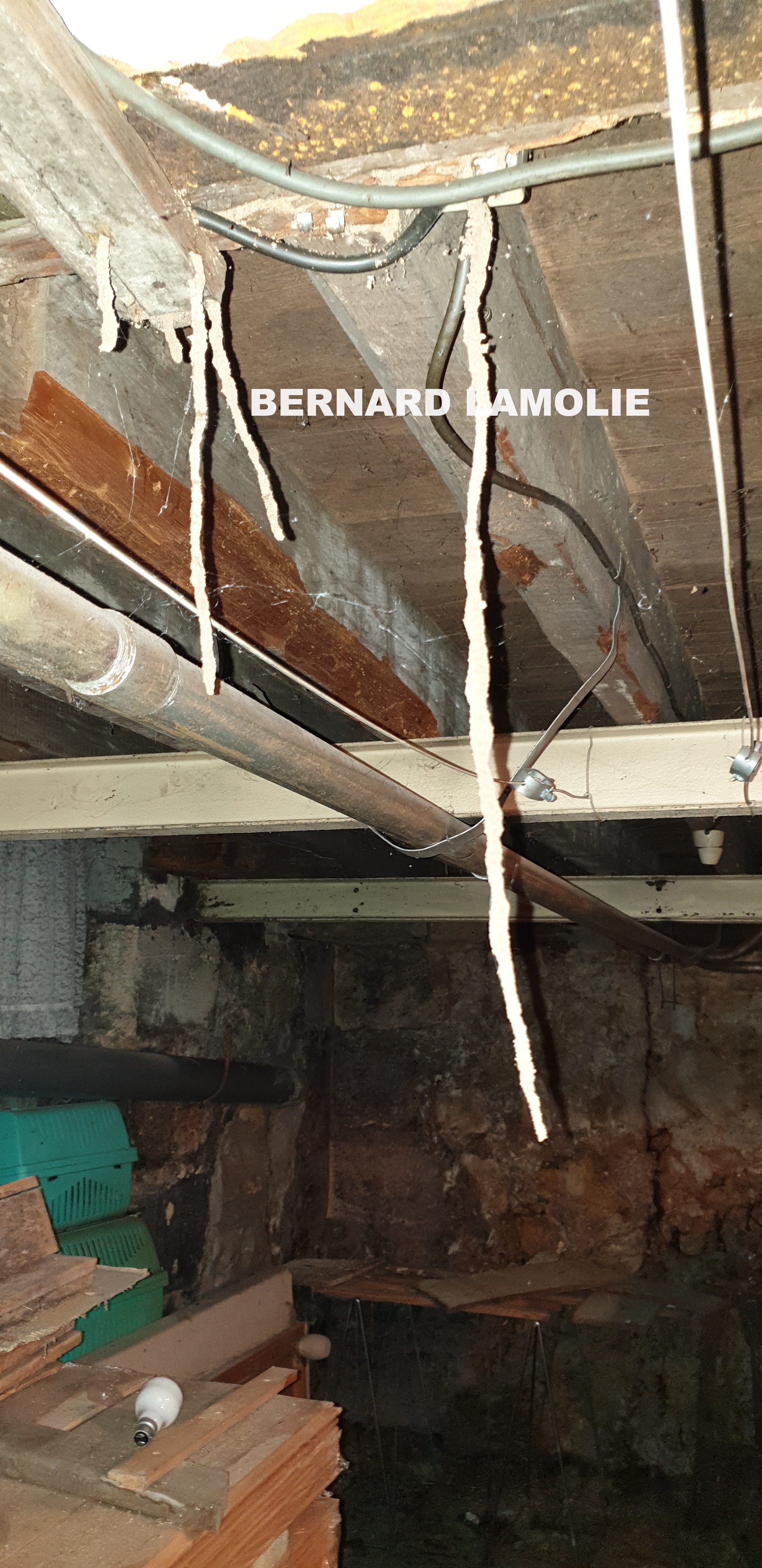 Traitement termites - Photo B.Lamolie