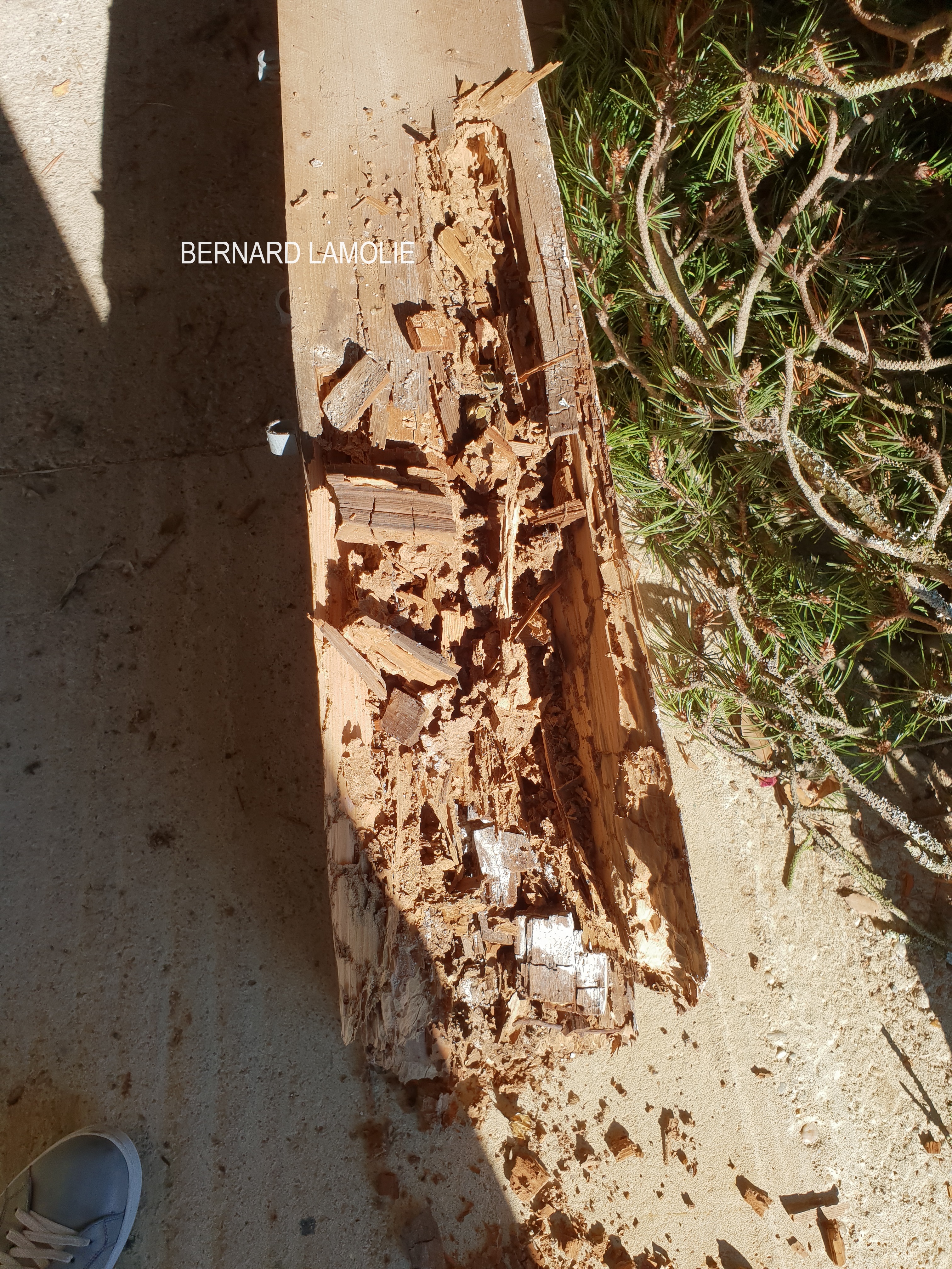 Intervention de traitement termites - Photo B.Lamolie