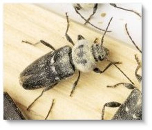 Un capricorne adulte