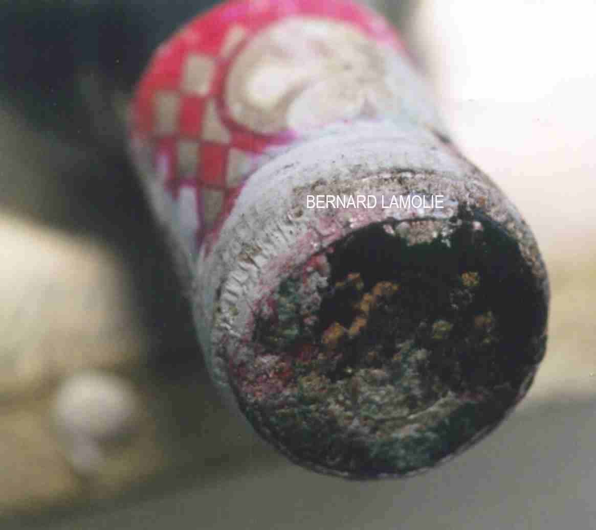 Photo B.Lamolie : termites attaquant un élément non-structurel