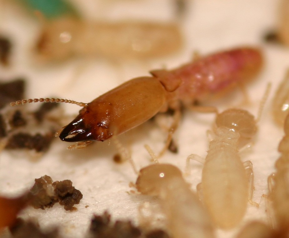 Photo B.Lamolie Termites, Bordeaux, Libourne, Créon, Saint André de Cubzac, Arcachon, Sauveterre de Guyenne, Rauzan, Langon, Andernos, Lège Cap Ferret