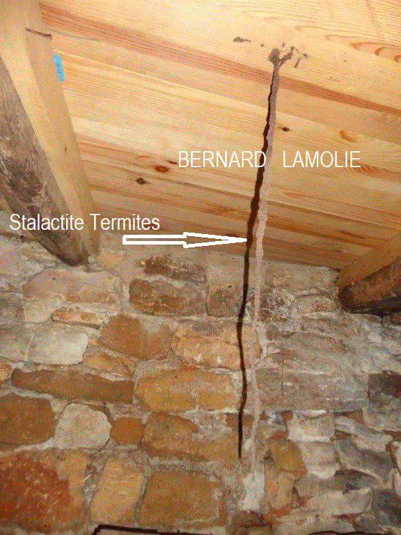 Photo B.Lamolie : dégât par termites