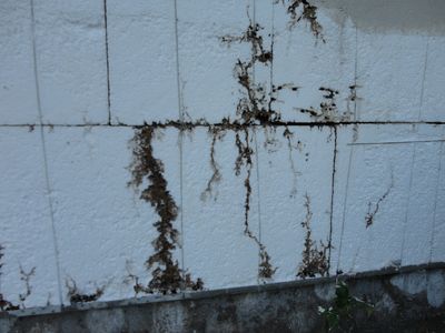 Dégradation du polystyrène par les termites